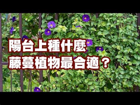 五行缺水如何补救 藤蔓類植物